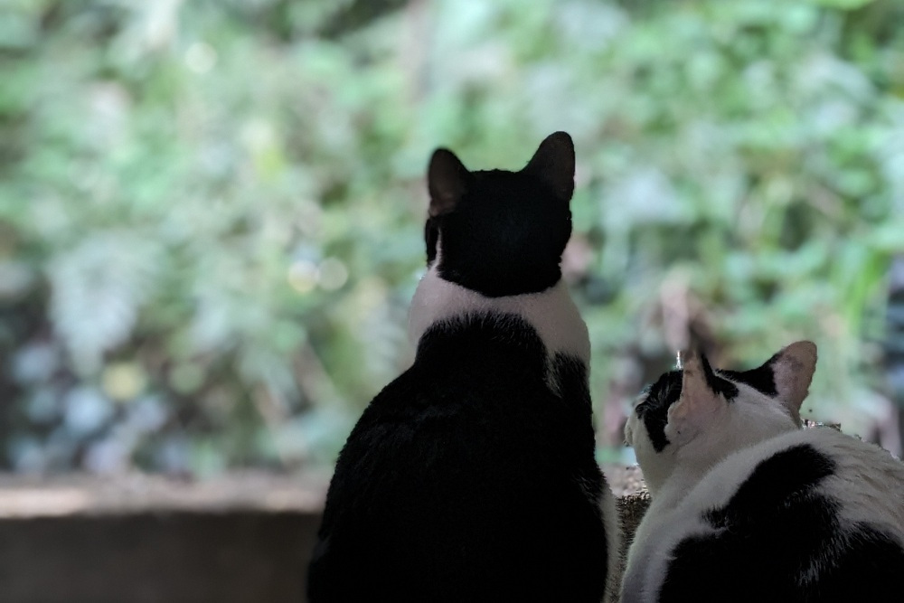 ハチワレの双子は今日も仲良しです