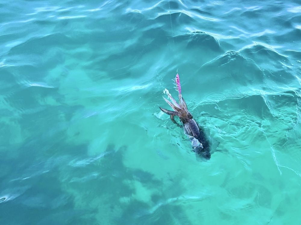 五島ではイカの王様「アオリイカ」が釣れます。Yも釣女への道を歩み始めました。