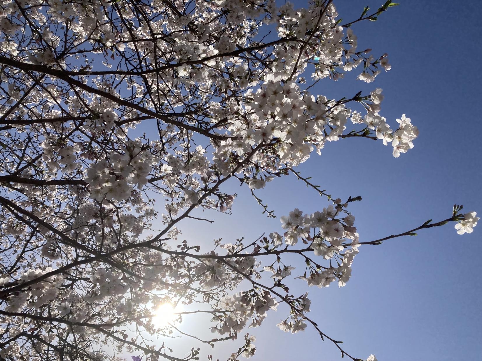 五島の桜を見に行こう