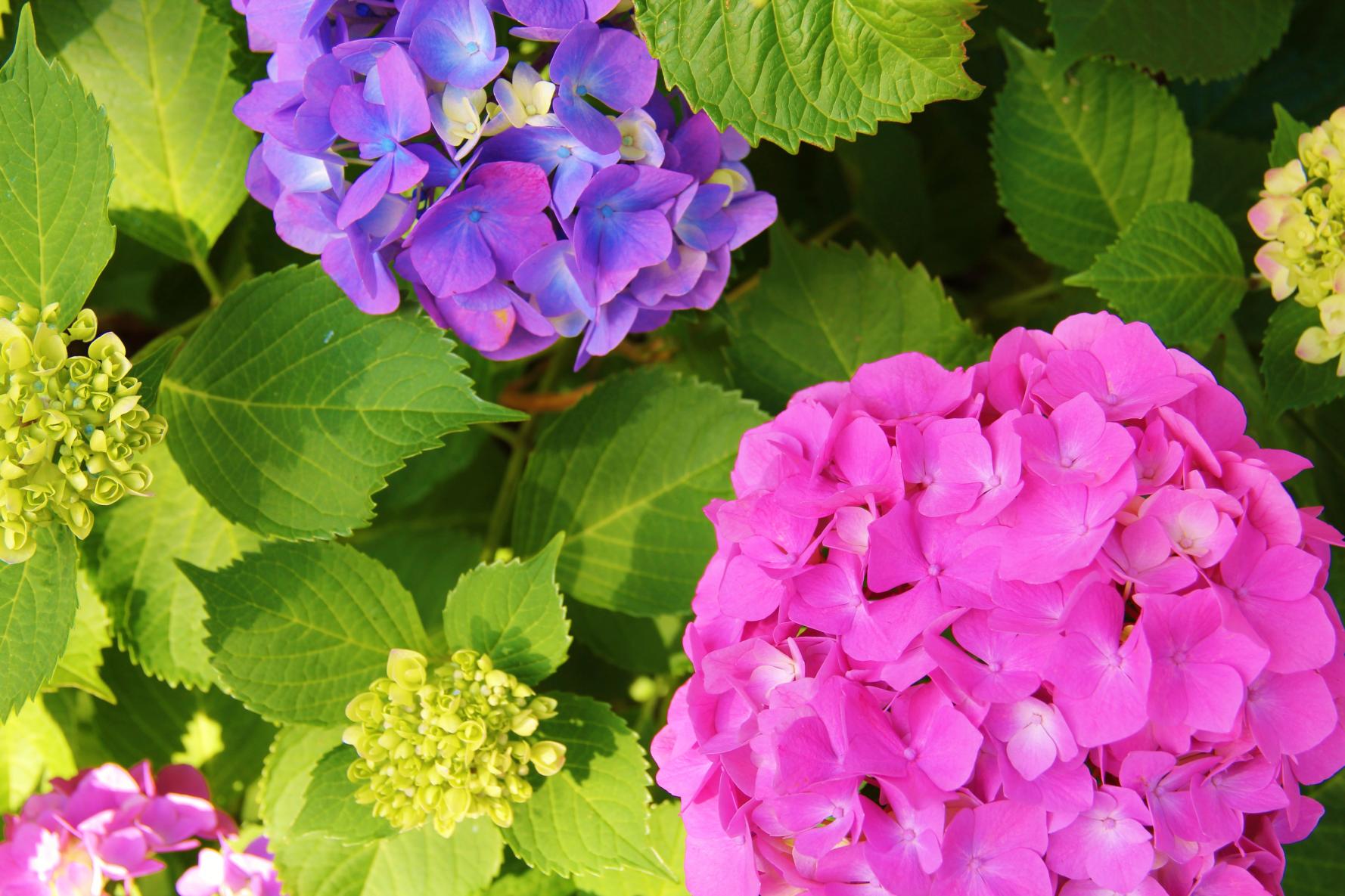 色鮮やかに咲く、紫陽花