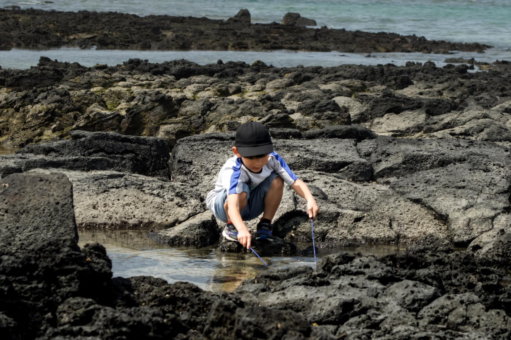 【磯遊び】足元で見つける、小さな生き物たちの世界-1