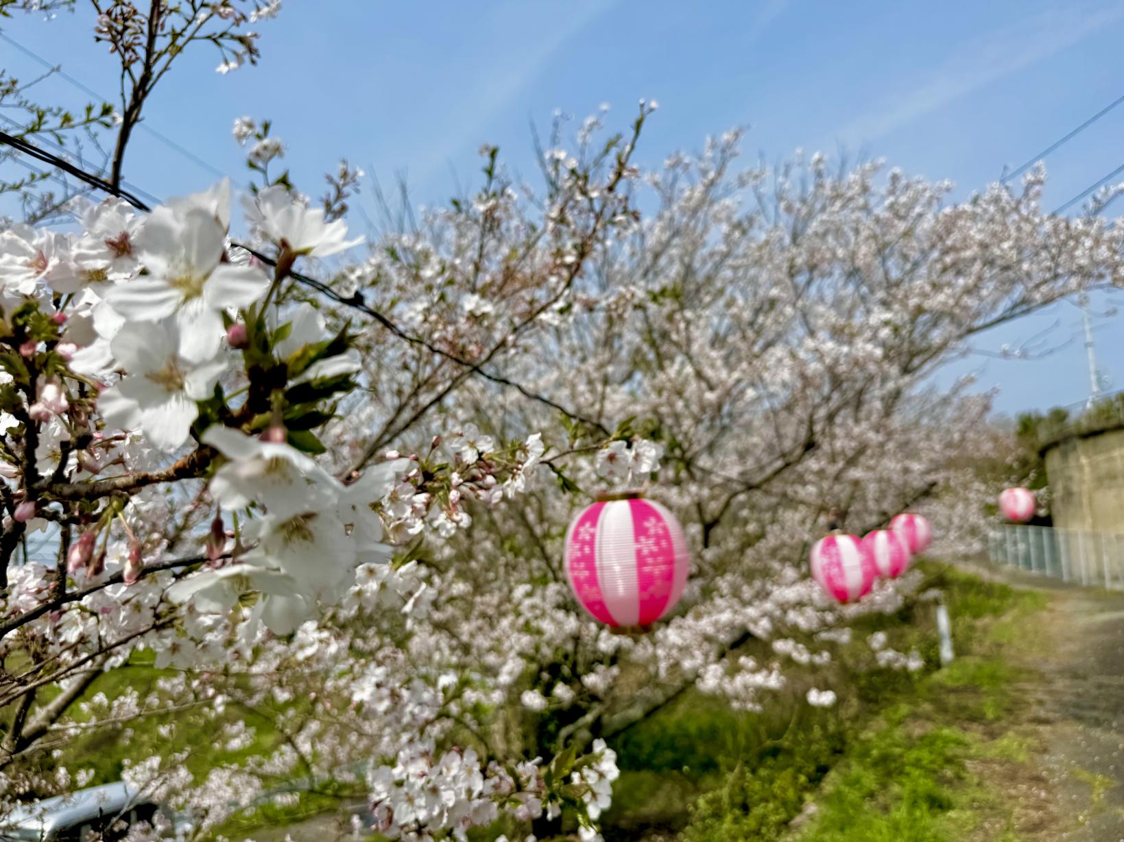 只狩山展望所（ただかりやまてんぼうしょ）-1