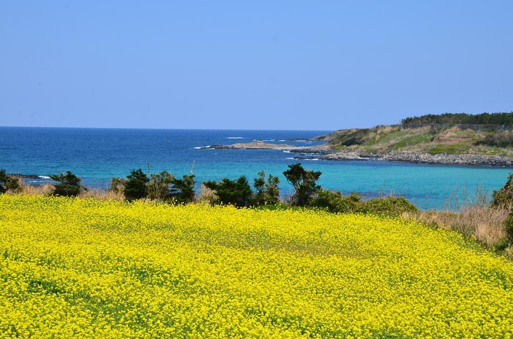 Gyogasaki Canola Festival-1