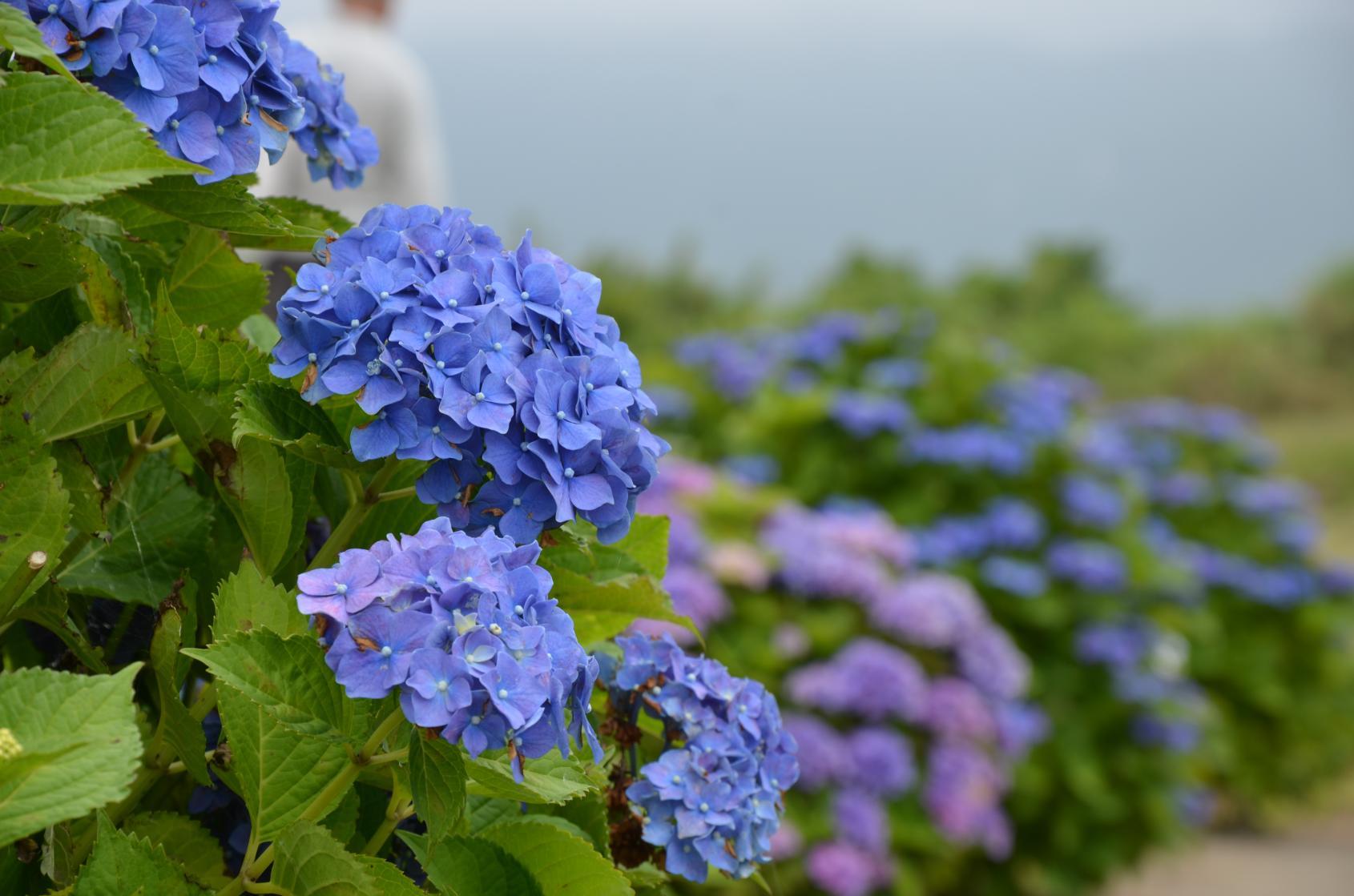 Gyogasaki Hydrangea Festival-1