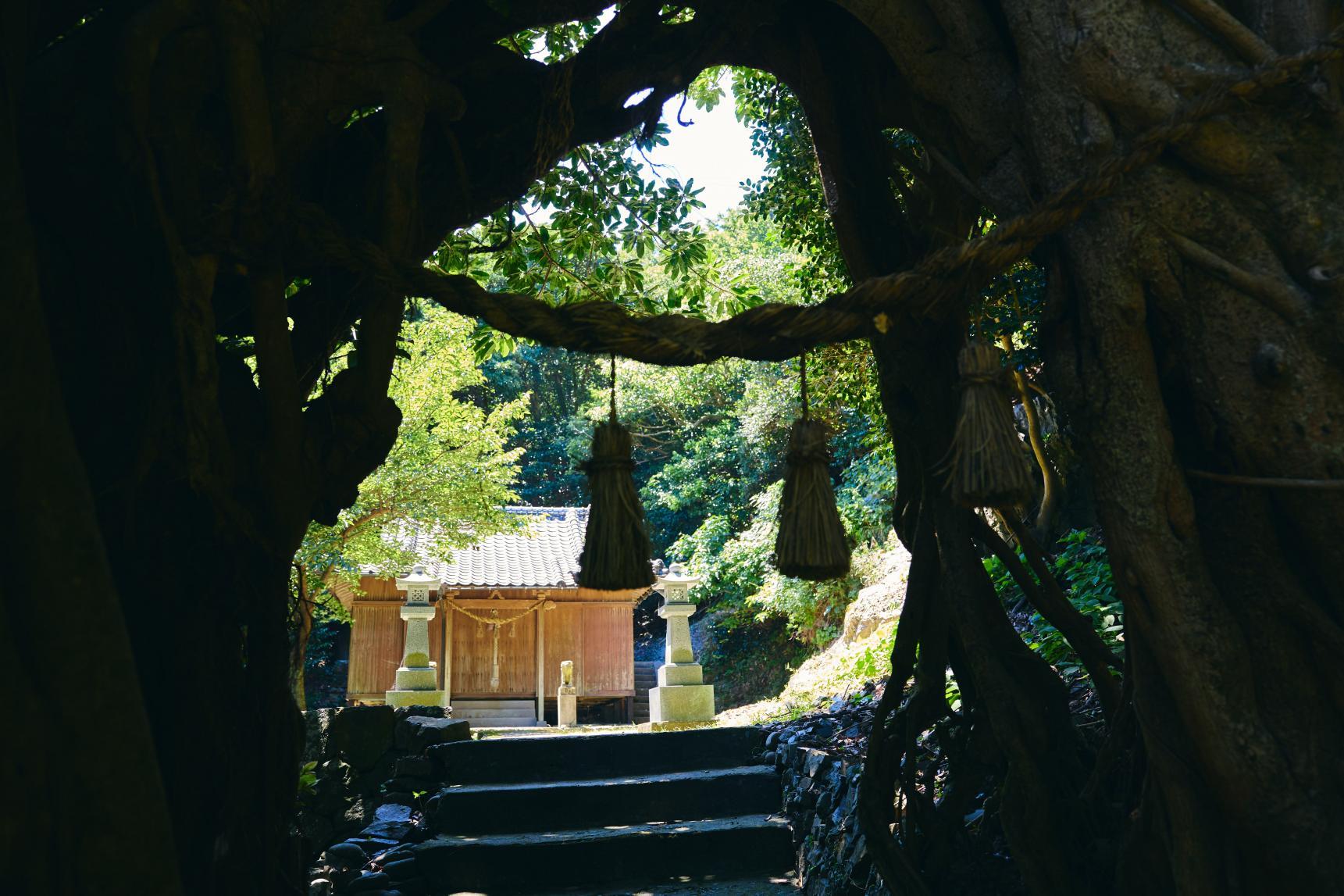 大山祇神社（玉之浦）/アコウの巨木-1