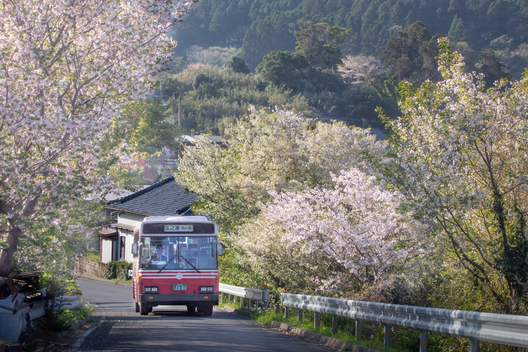 春の路地を行く五島バス-0