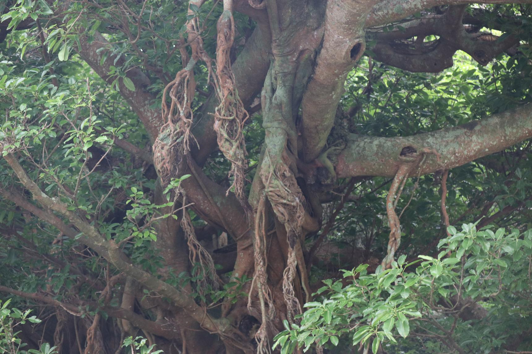 五島列島・福江島　～樫の浦（かしのうら）の巨木・アコウ樹（県指定天然記念物）を目指して！～-0