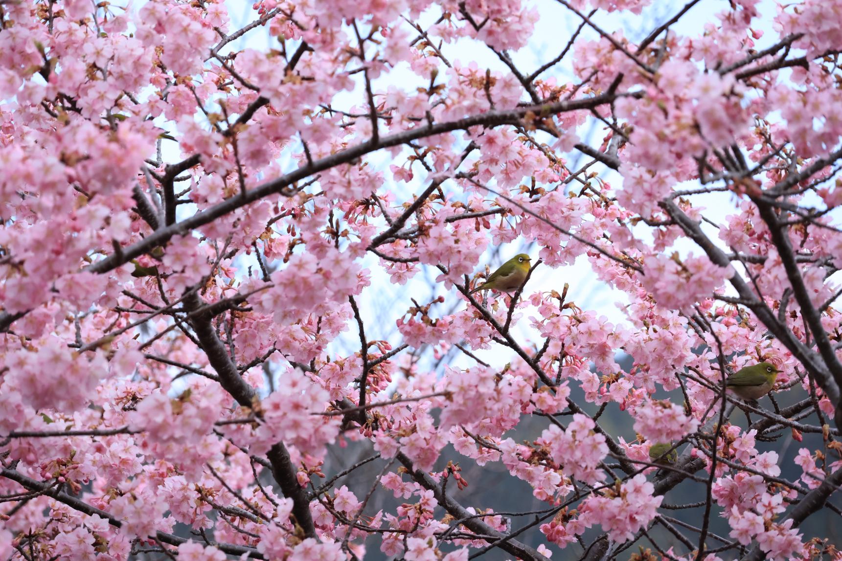メジロの里を訪ねて～福江島・奥浦の河津桜と和布崎神社～-0
