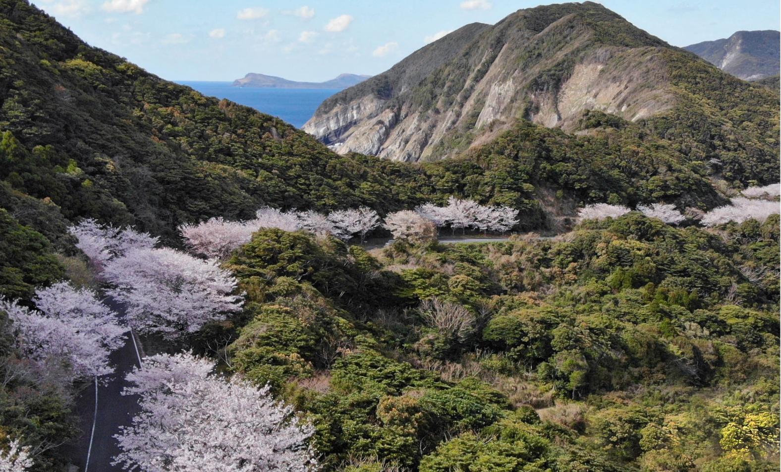 大瀬崎への桜の道-0