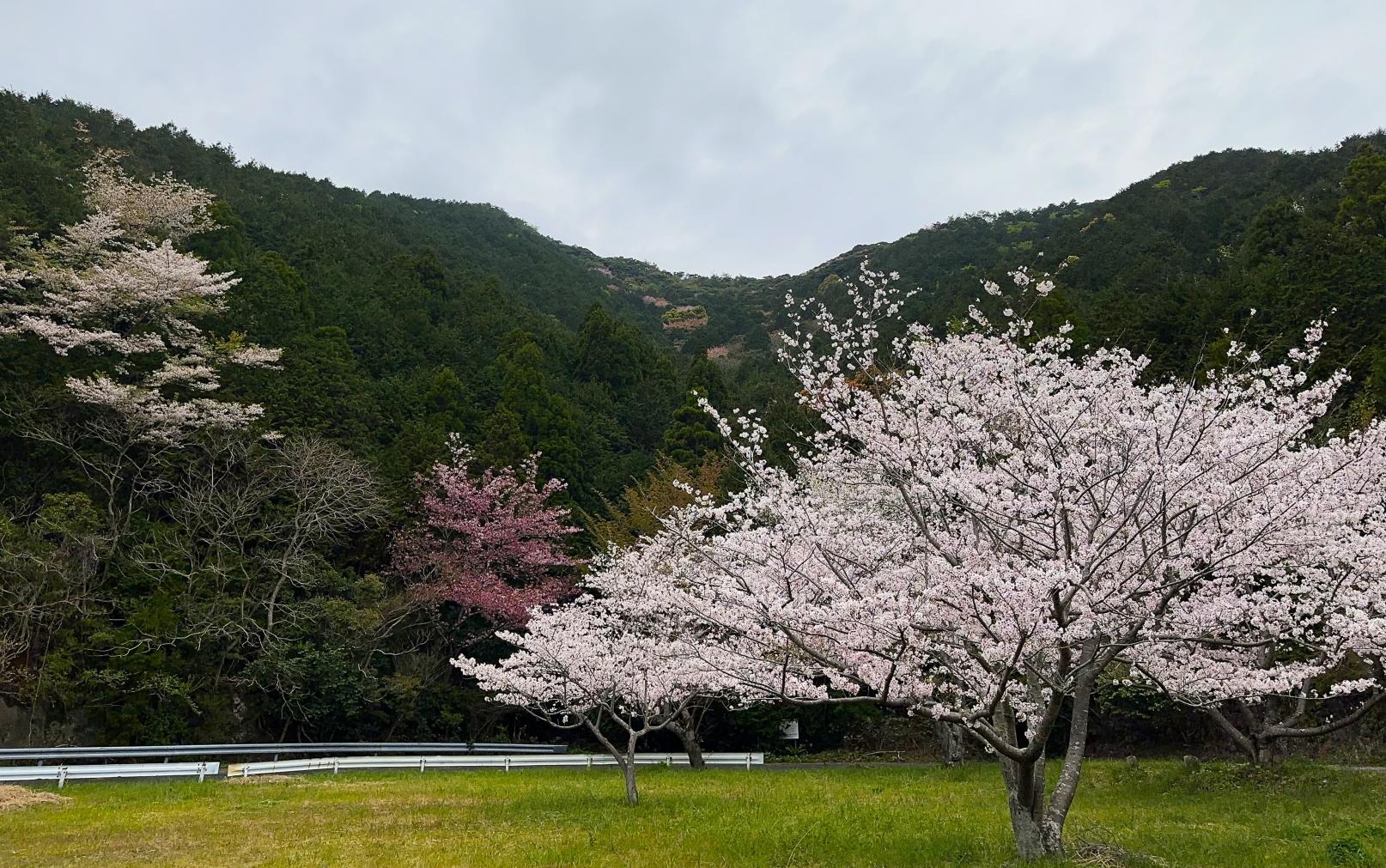 春、岐宿荒川線で車の中から桜を愛でる-3