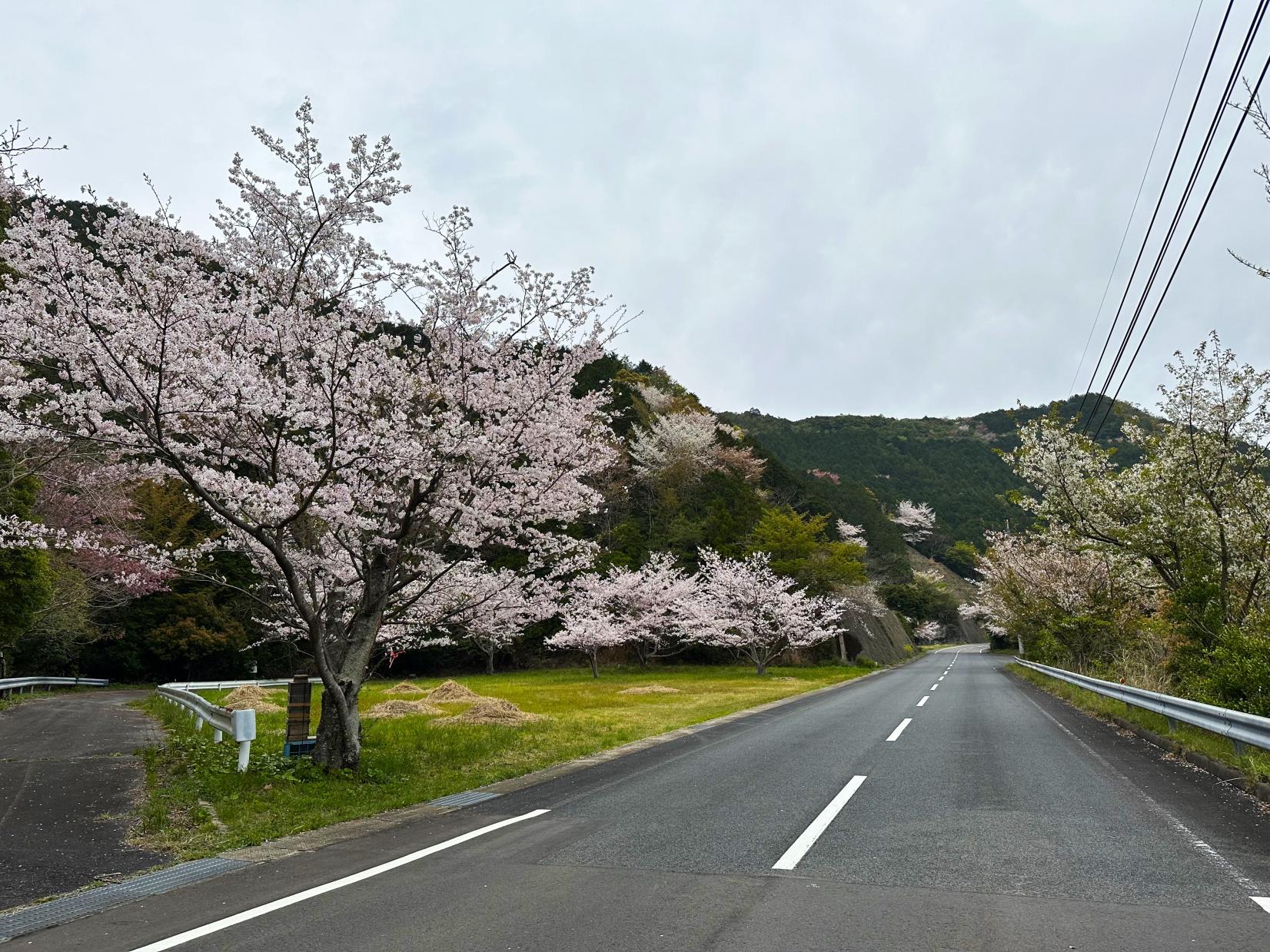 春、岐宿荒川線で車の中から桜を愛でる-1