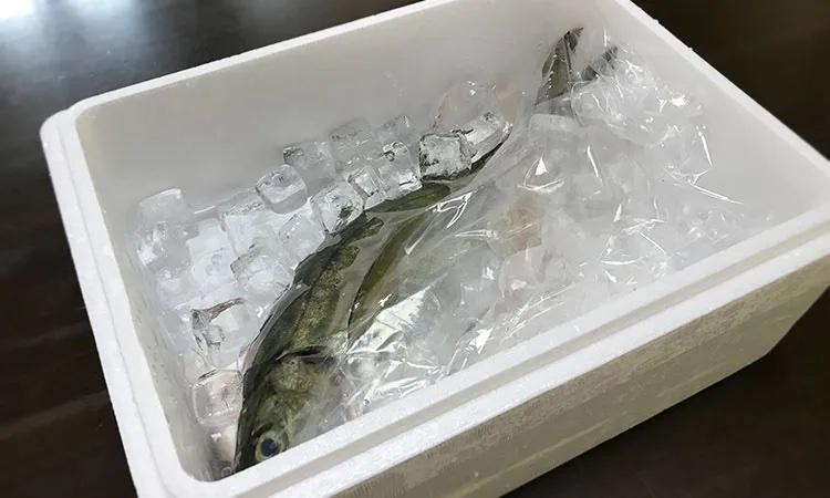 釣った魚をお土産として配送-0