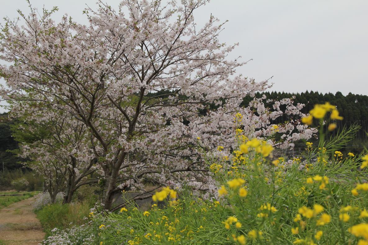 Spring in Goto (March to May)-2