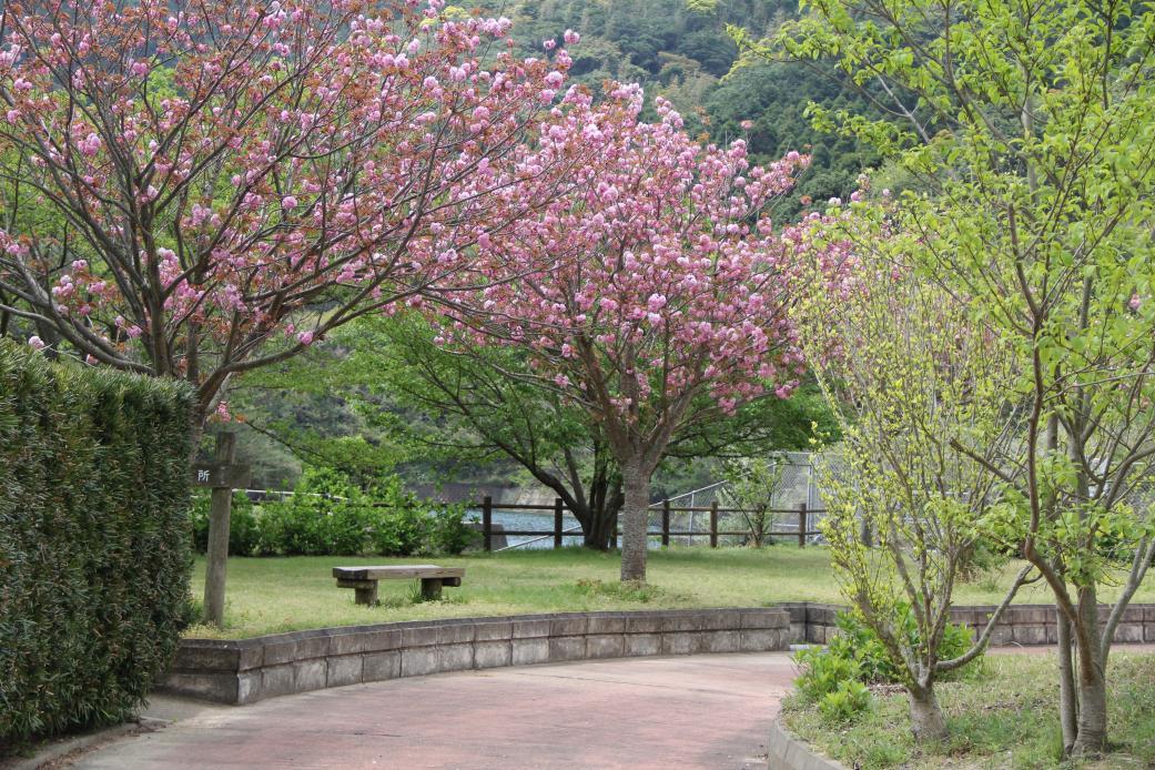 Spring scenery-1