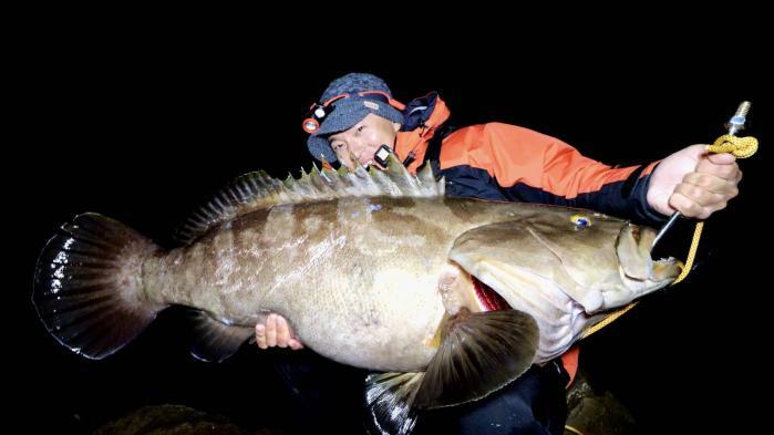 Longtooth grouper: A huge fish you can’t often catch-0