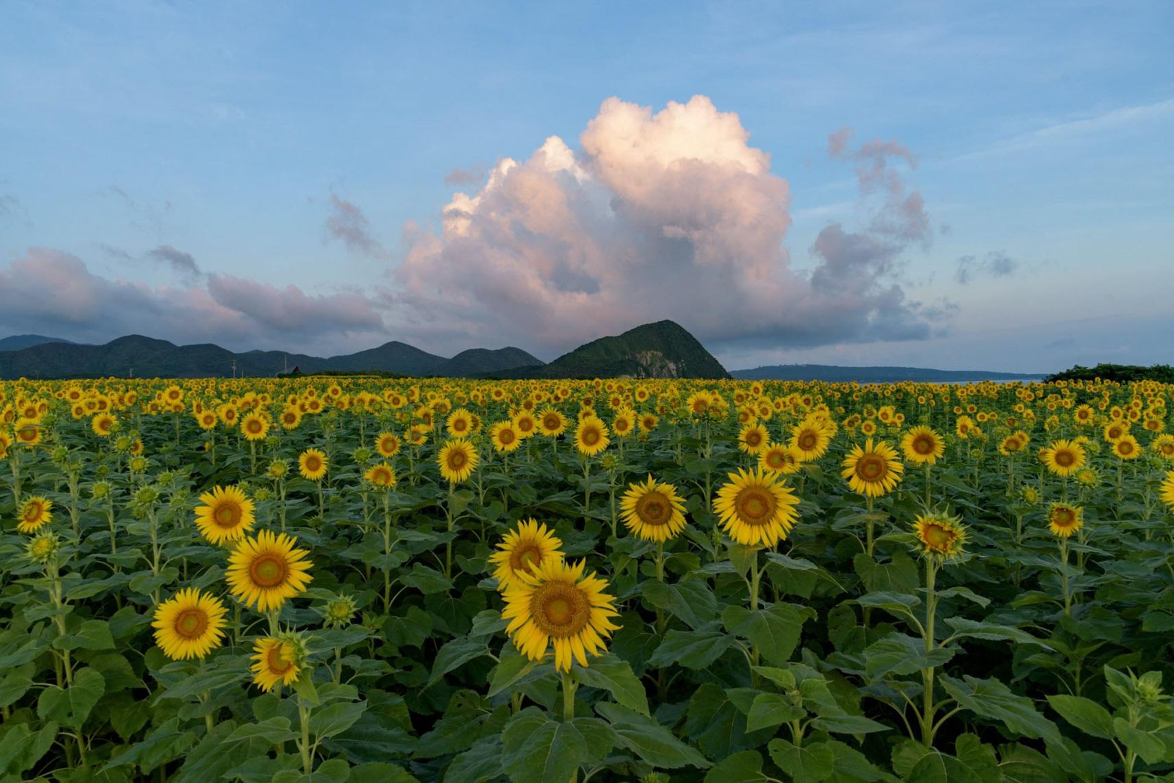 Gyogasaki Park: Enjoy seasonal flowers and great views of the sea-1