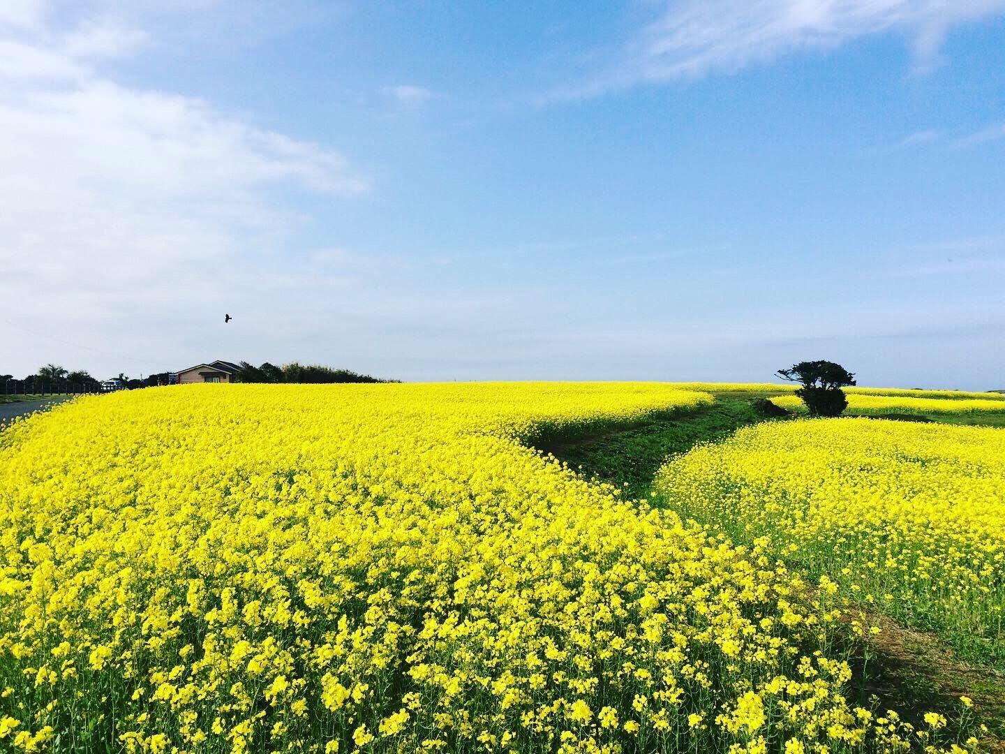 Gyogasaki Park: Enjoy seasonal flowers and great views of the sea-2