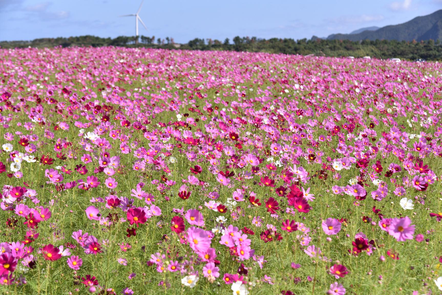 Gyogasaki Park: Enjoy seasonal flowers and great views of the sea-0