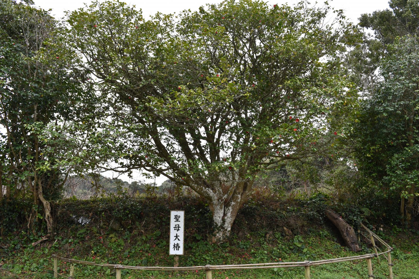 尋訪聖母山茶花　〜廣闊海原盡在眼前〜-0