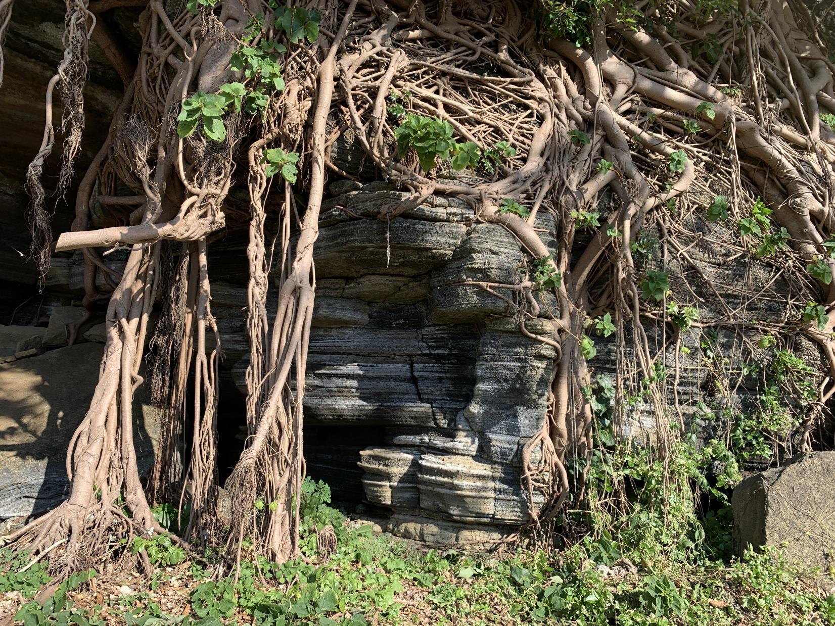 絶壁に根を張る嵯峨島のアコウの巨木-4