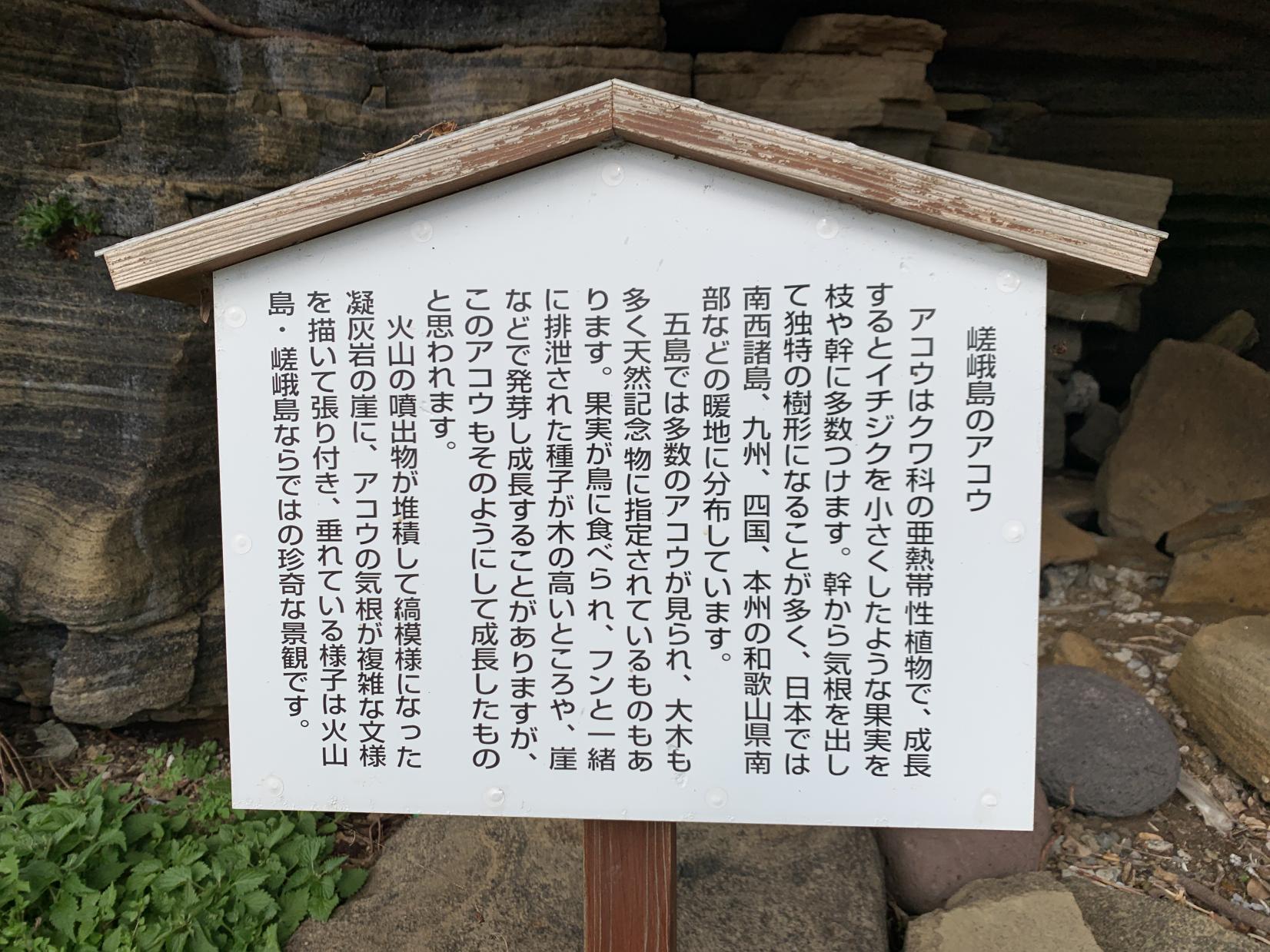 絶壁に根を張る嵯峨島のアコウの巨木-7