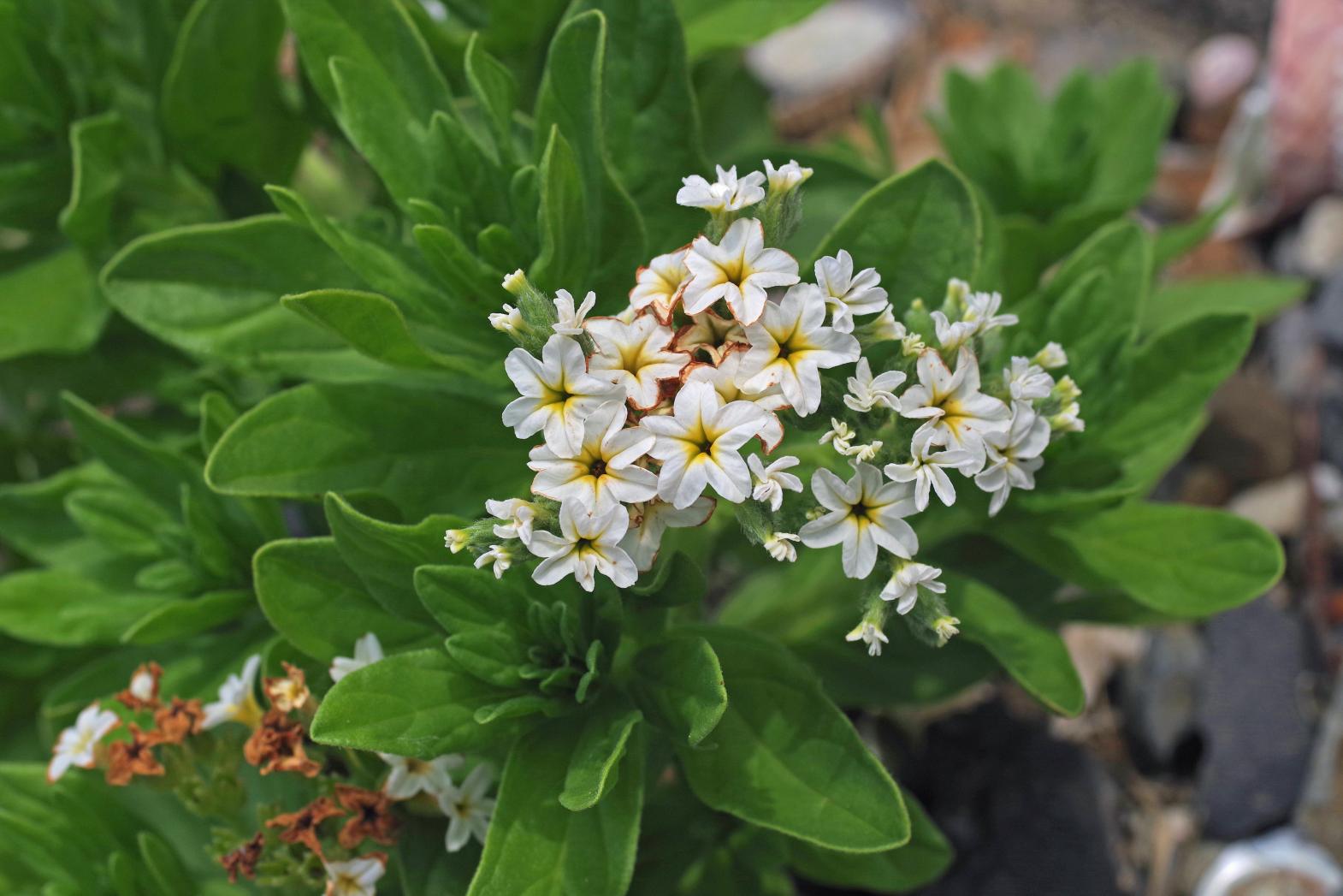八朔鼻の海岸植物-1
