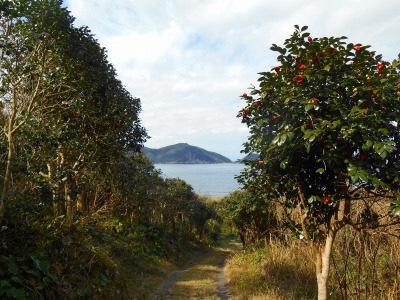 亀河原のツバキ純林-0
