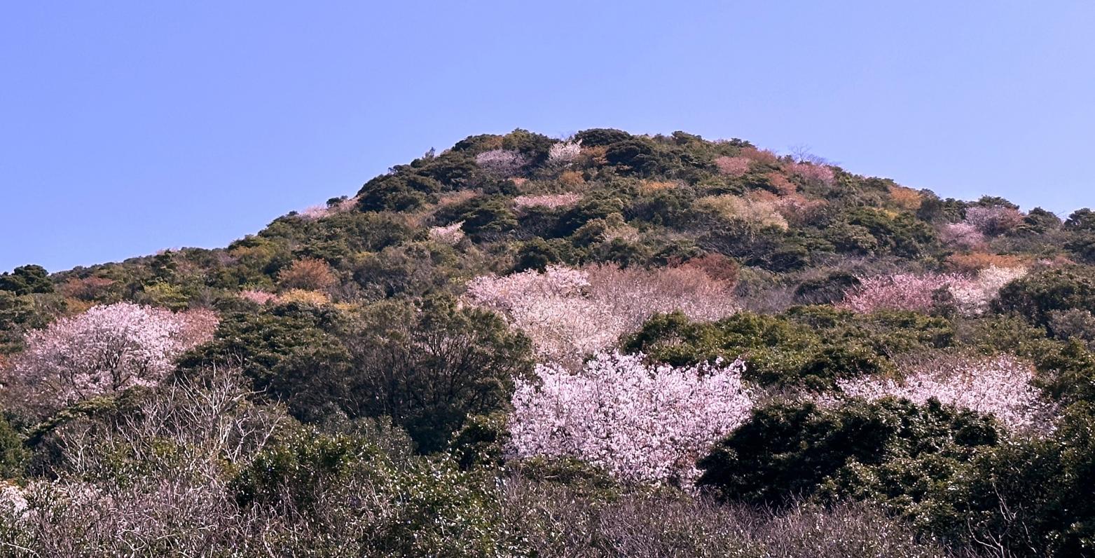 五島列島・福江島の桜　～テイクアウトしてお花見に行こう♪～-1