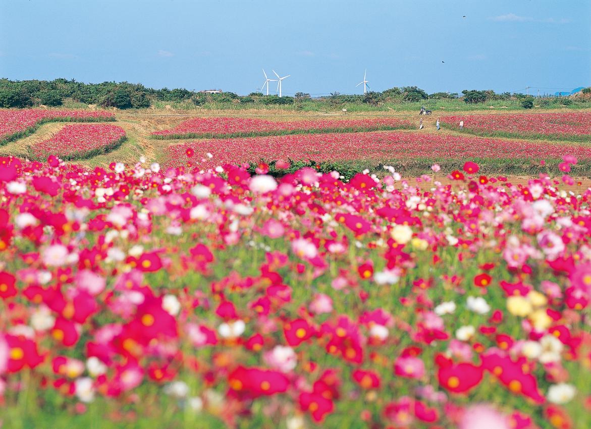 [Starting from Kishiku] Cycling around scenic spots in the northern area-1