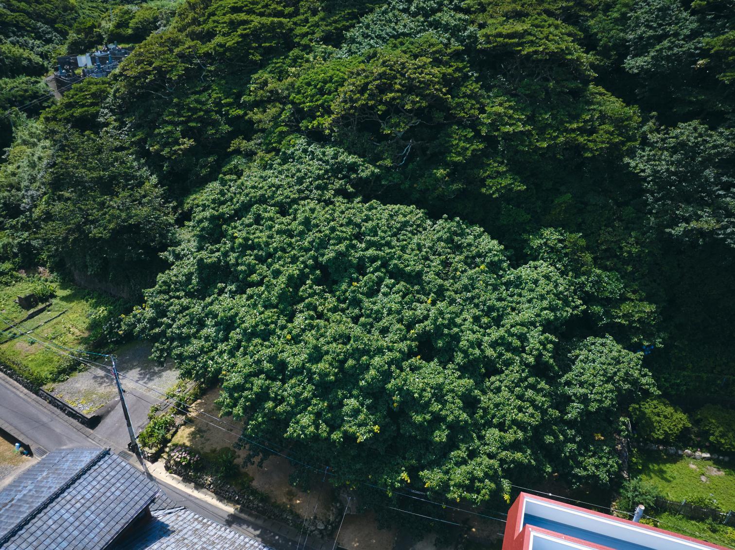 樫ノ浦のアコウ巨木-6