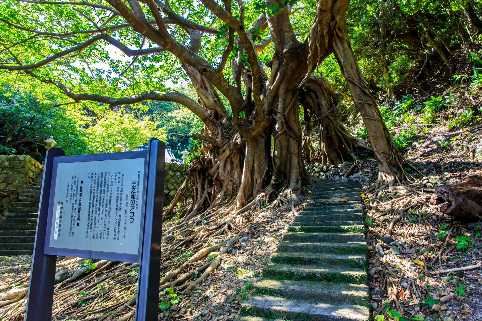 大山祇神社とアコウの木-1