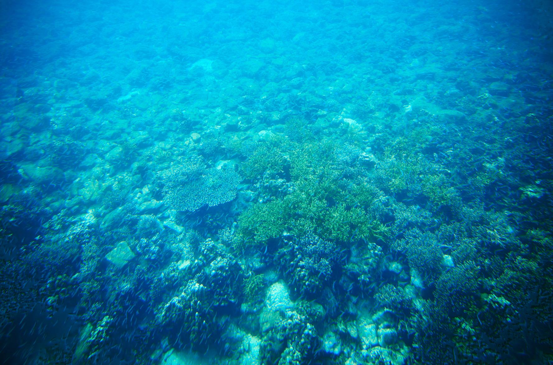 "Seagull" glass-bottom boat trip around Takenoko Island-7