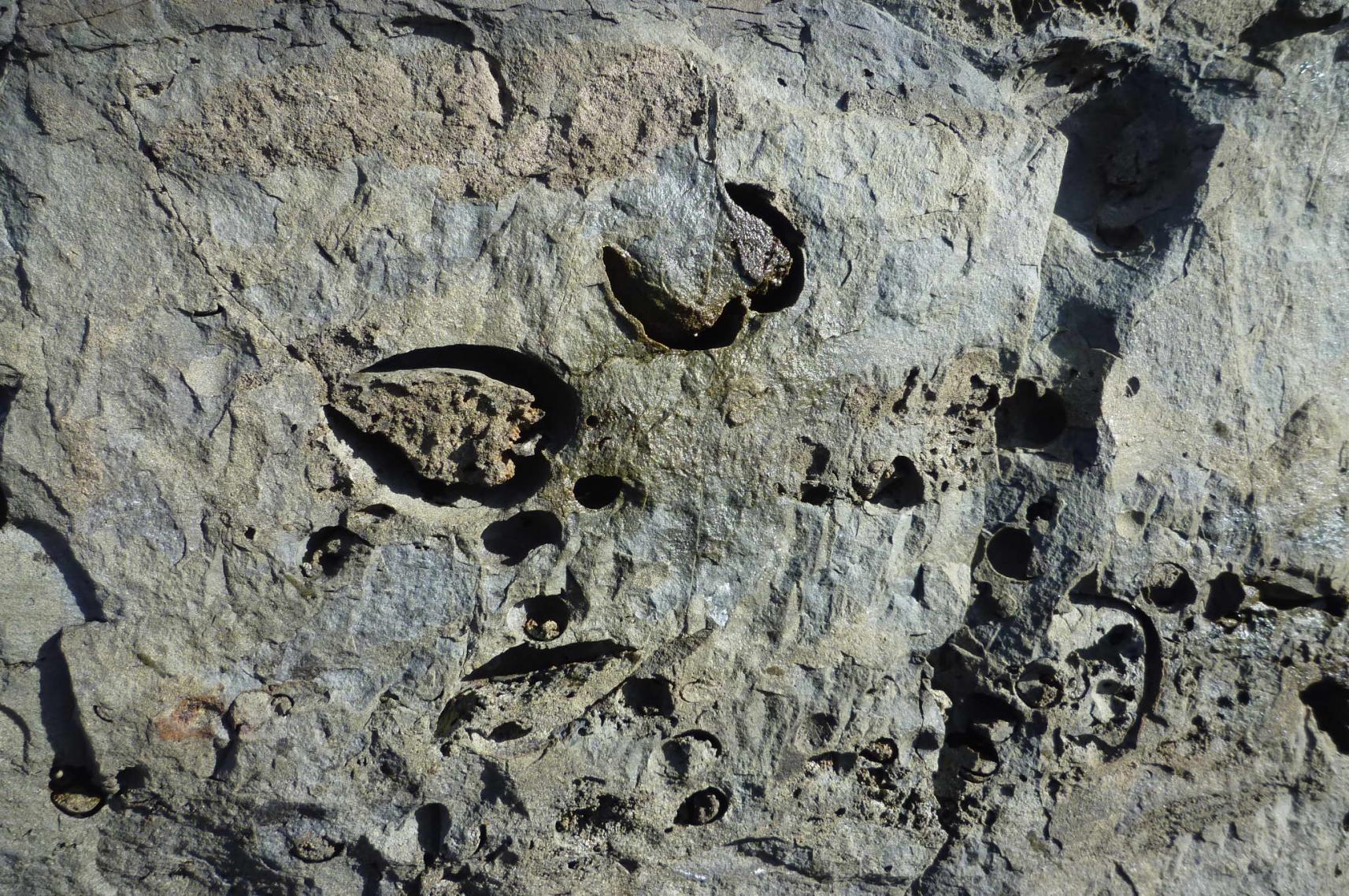 宿輪の淡水貝化石-1