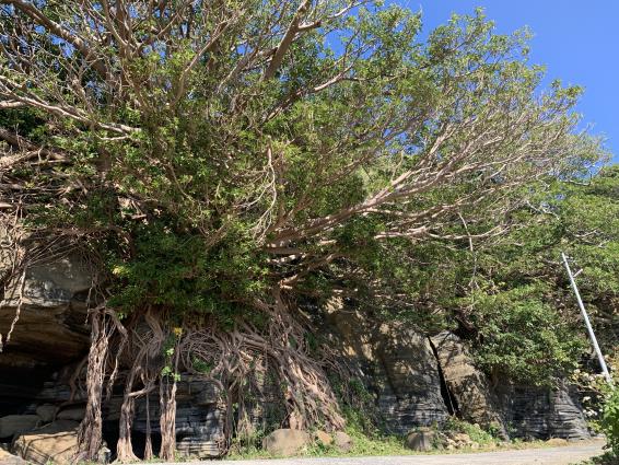 嵯峨島のアコウの巨木-1