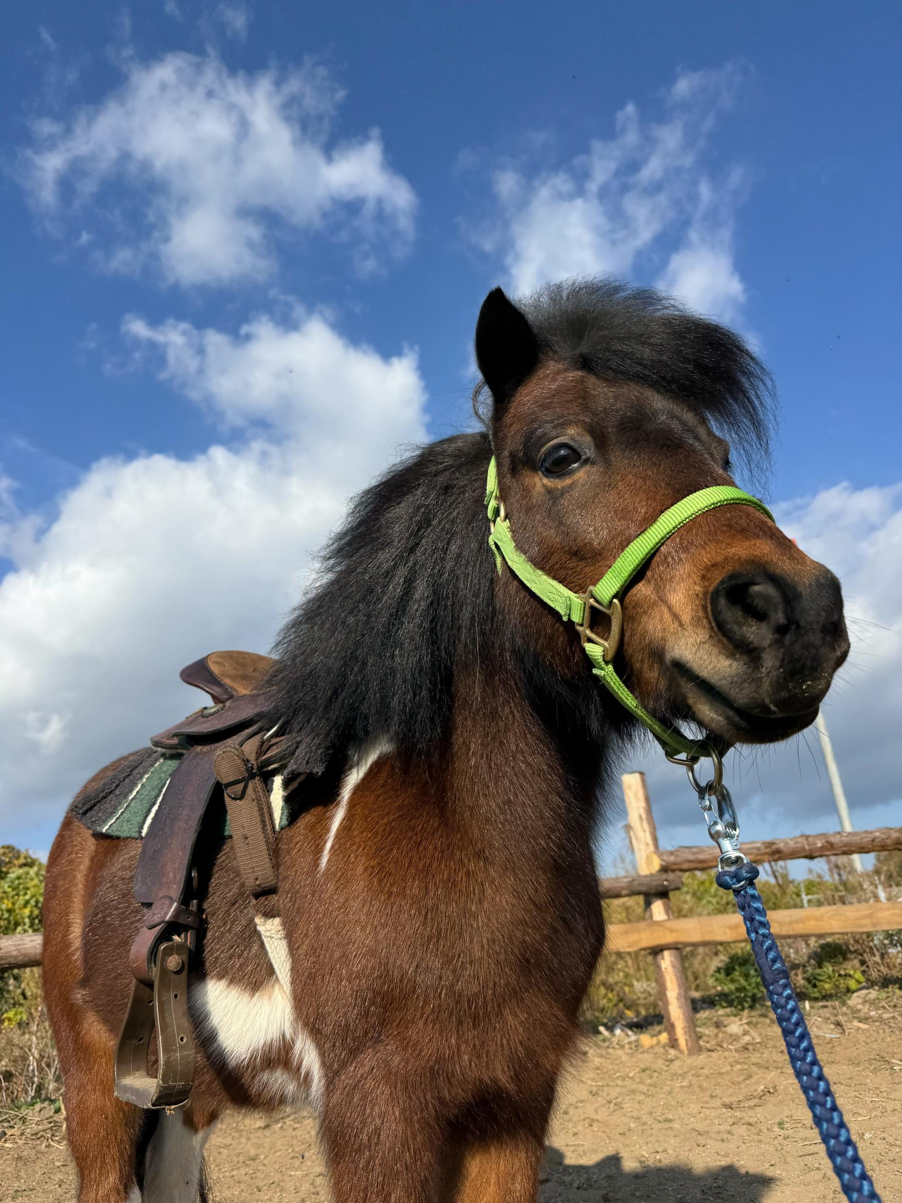 観光乗馬体験（馬処ONDAKE）-1