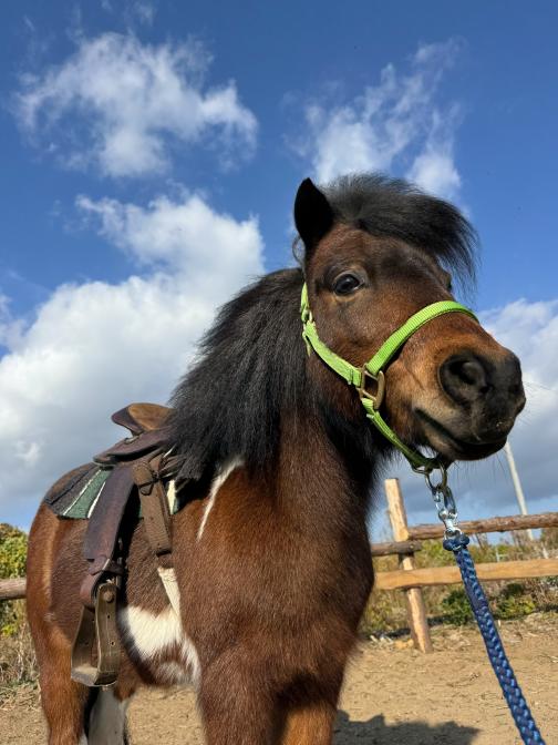 観光乗馬体験（馬処ONDAKE）-1